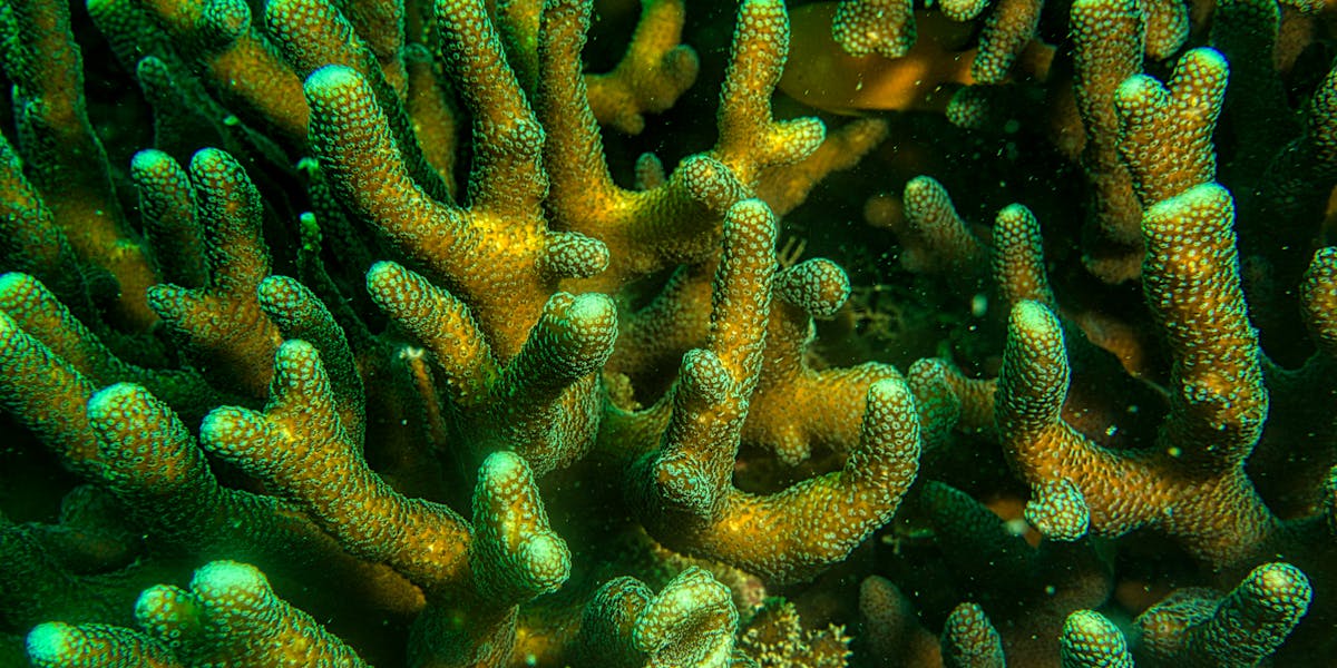 pulseira de coral